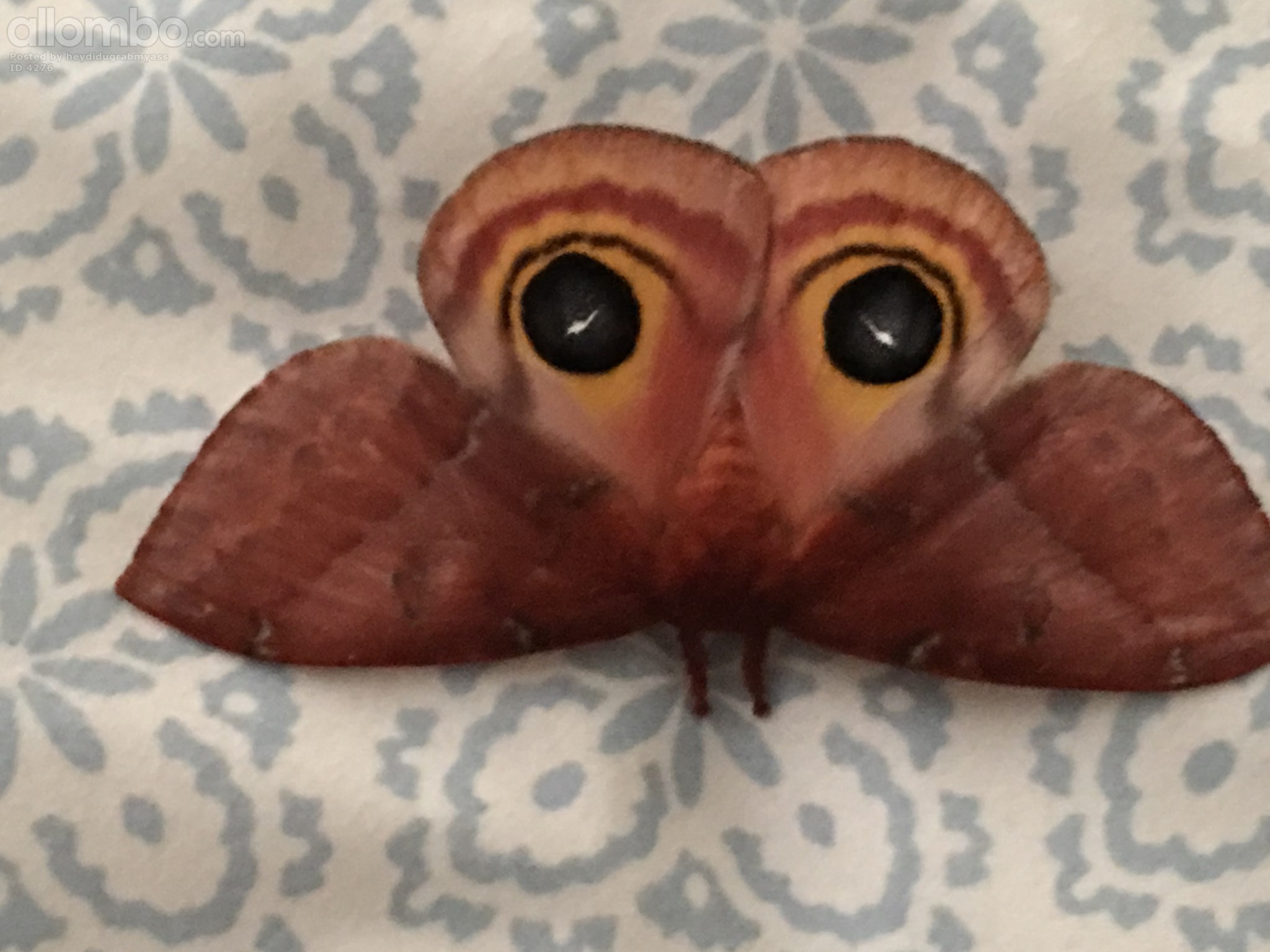 I came home today and found this on my bed