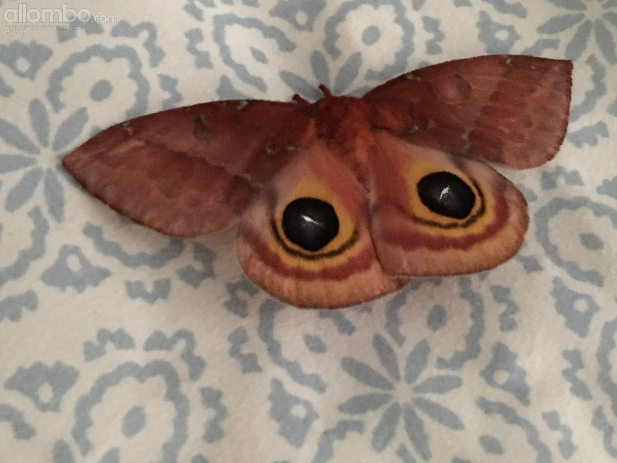 Took me a min to figure out what the hell it was