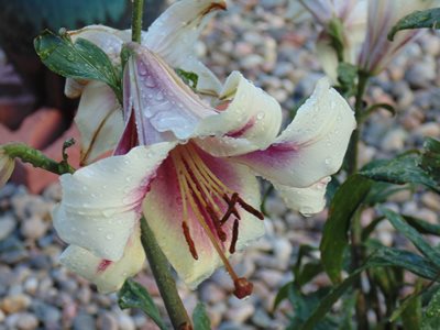 One of my Lilies in bloom - a Stargazer I believe it is called (one of many...