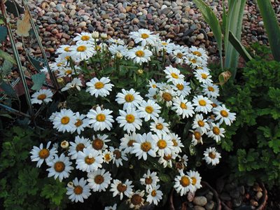 Shasta Daisy - I got for a remembrance plant for my Mum whose nickname from...