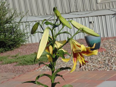 Another one of a different Lily coming into bloom :)