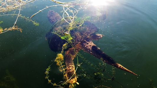 Huge snapping turtle...swam out from under the pier where I was fishing thi...