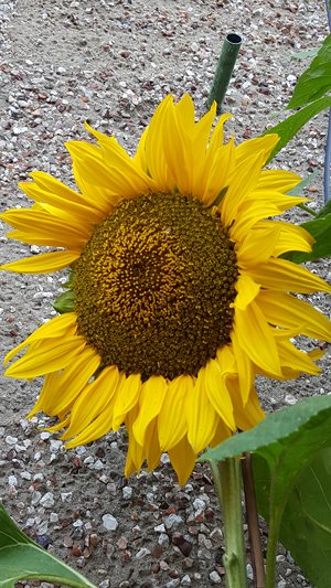 my lovely sunflower