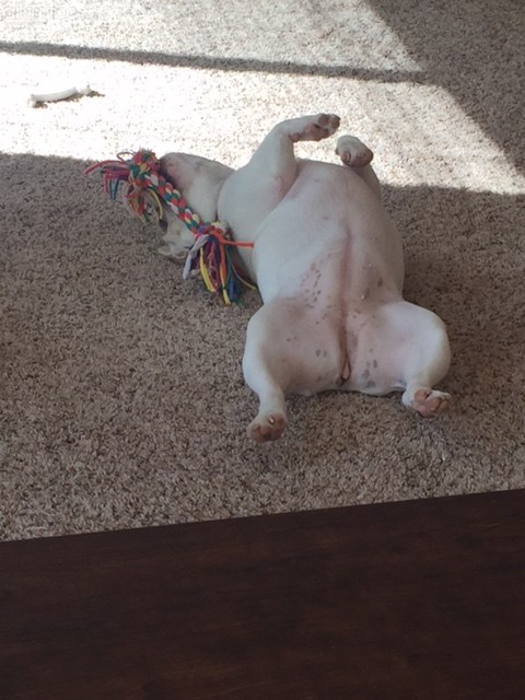 Happy Birthday to my playful girl Stella!!