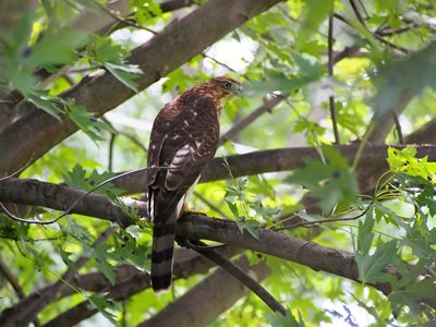 This guy perched in my tree yesterday afternoon!  "Cooper's Hawk" I think.....