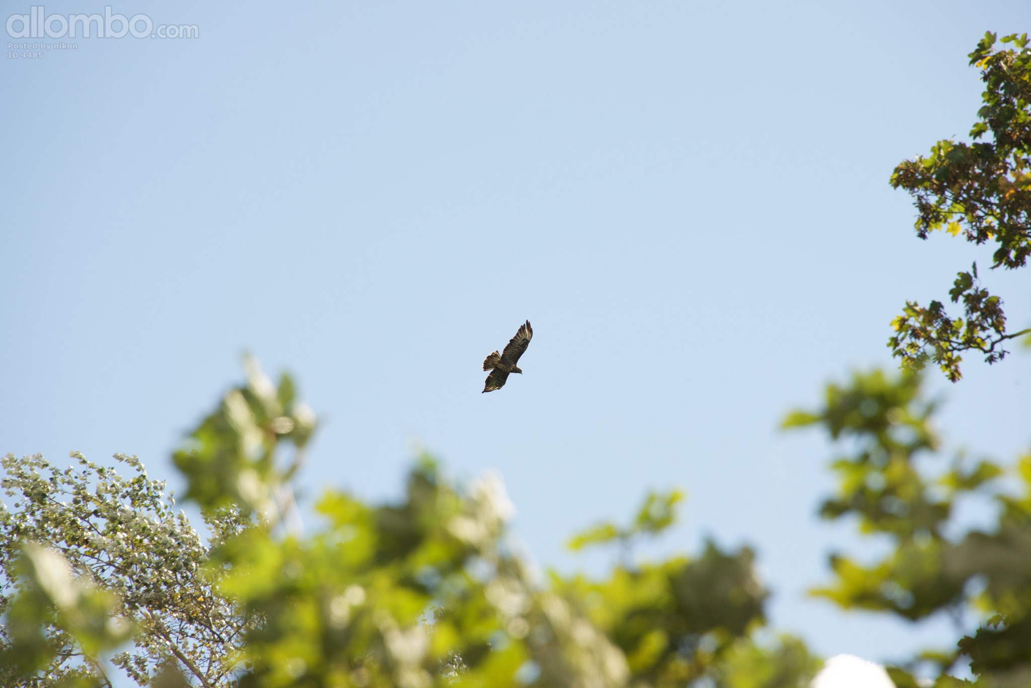 Buzzard above my home