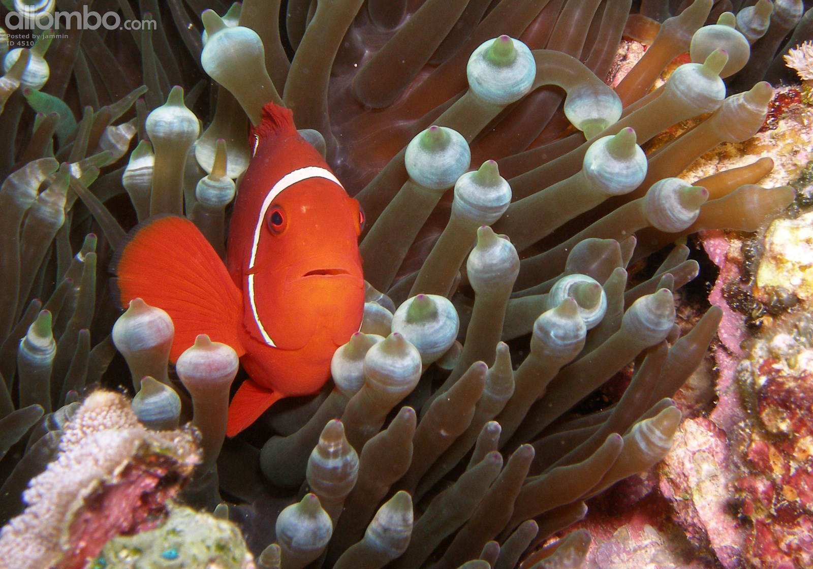 Finding Nemo in the Coral Sea