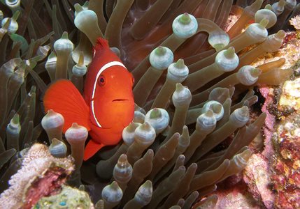 Finding Nemo in the Coral Sea