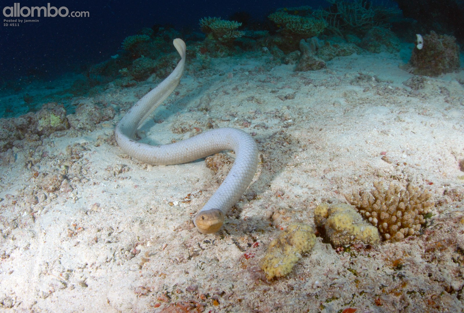 Sea Snake