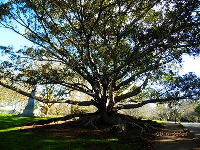 Big old tree in Auckland Domain