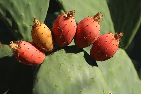 Cactus Pears