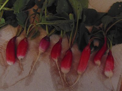 Home grown radishes :)