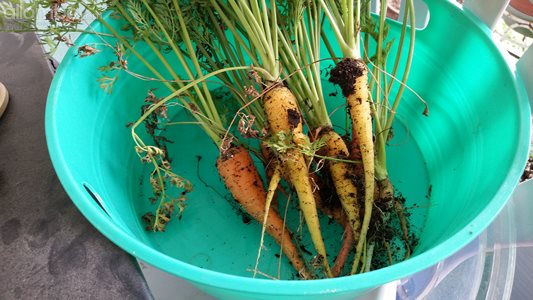 Home grown Carrots:)