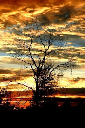 Basic Sunset, with leafless tree.