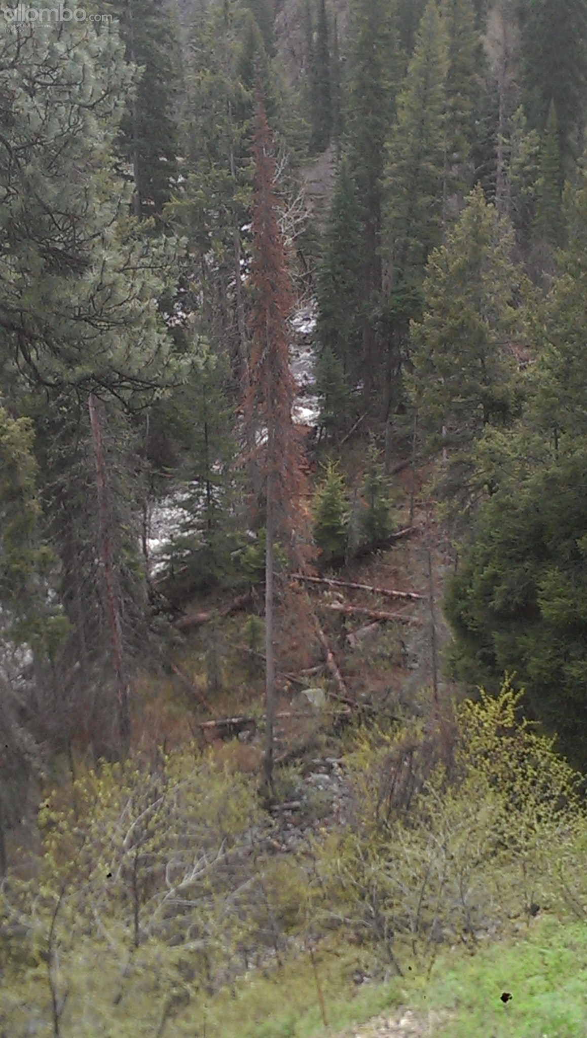 Bitterroot Mountains outside of Hamilton mt