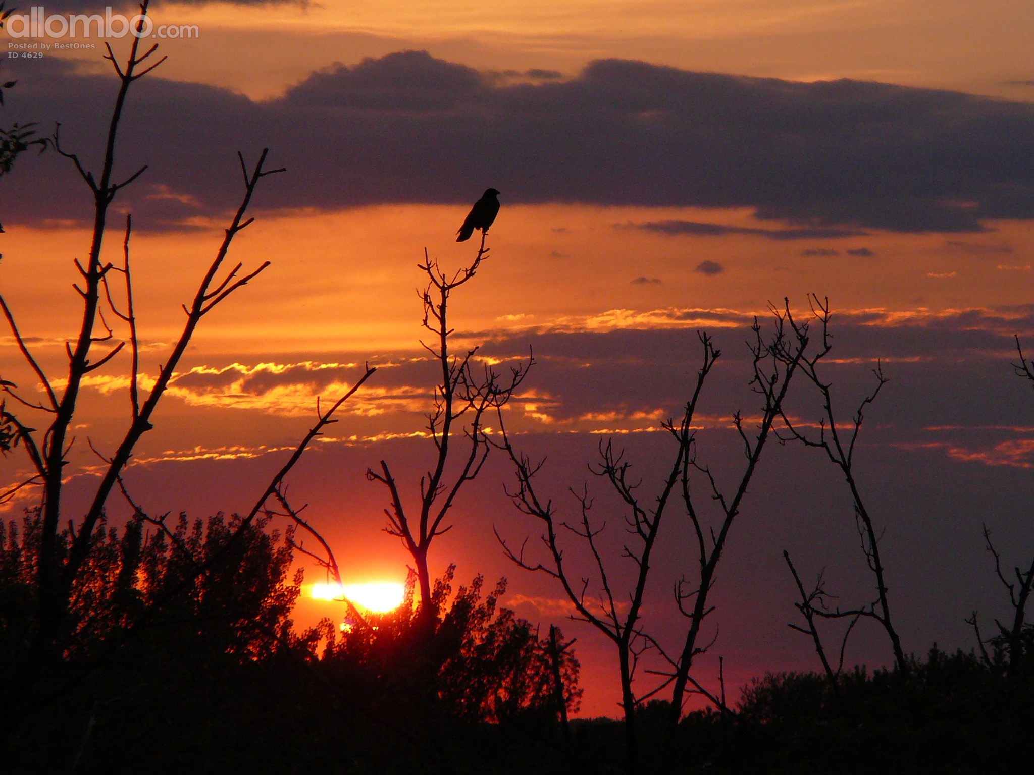Raven at sunset.