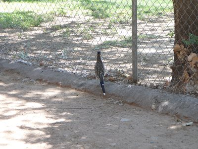 That, is a ROADRUNNER.   Beep. Beep.   Watching humans play Golf.