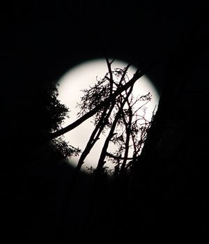 Pine Tree / Moon