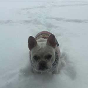 Oh Stella. Playing in the snow :)