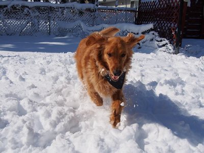 Just a romp in the snow!