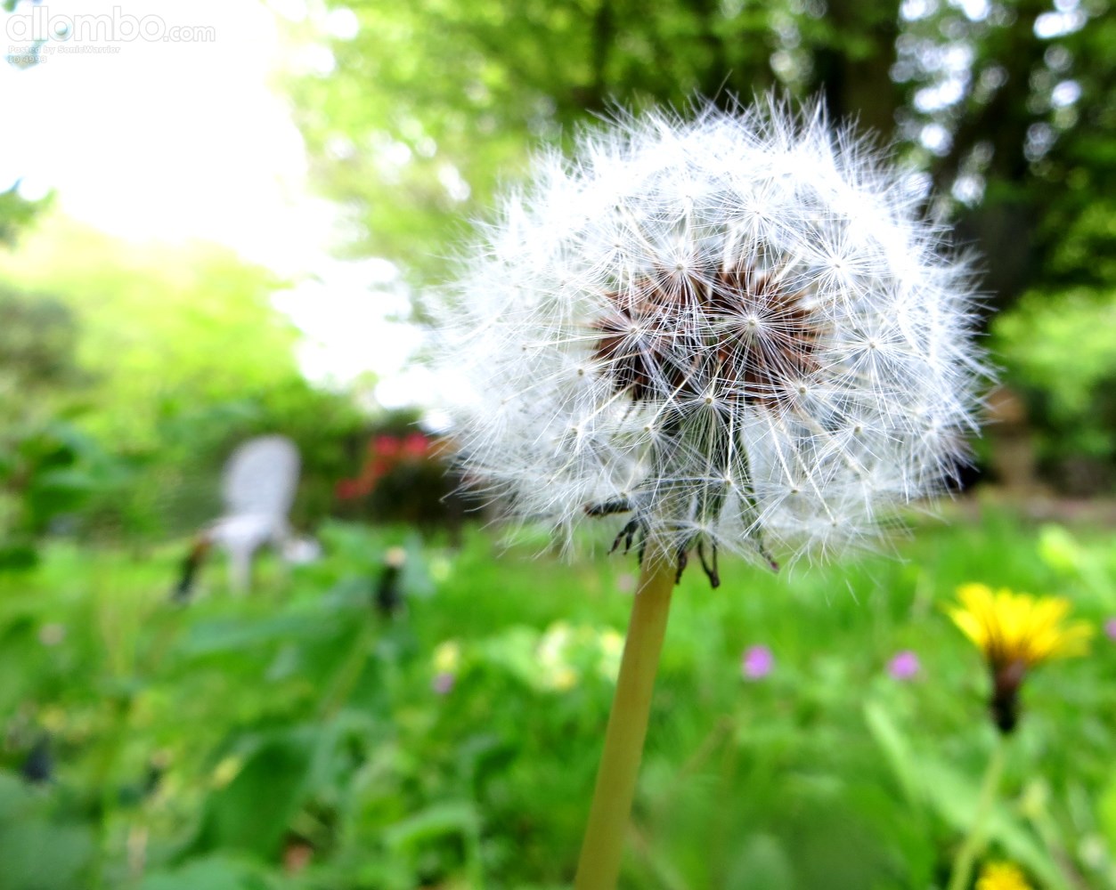 Lawn enthusiasts, get ready to say GRRRR