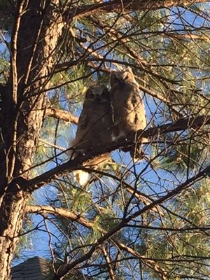 I have been watching these Owlets since they hatched. A couple of months no...