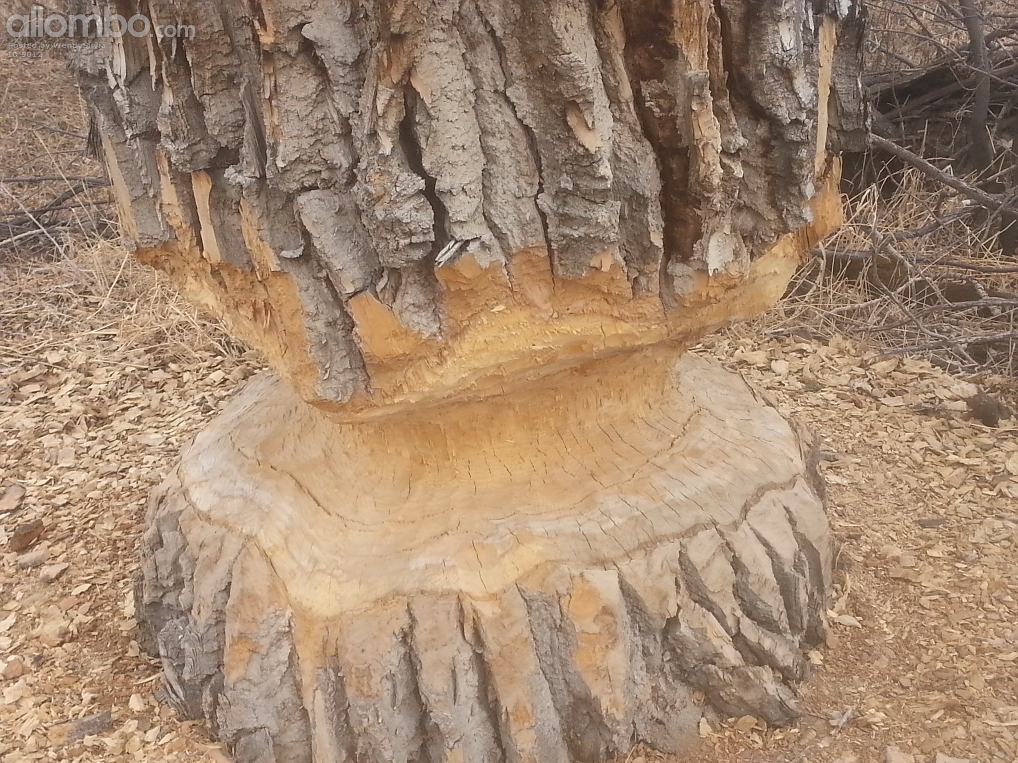 The beavers are working hard on this one