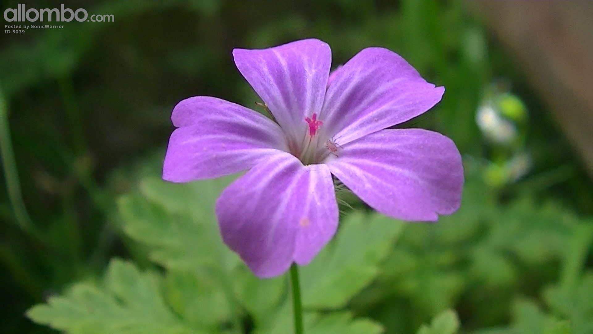 Test framegrab from HD video