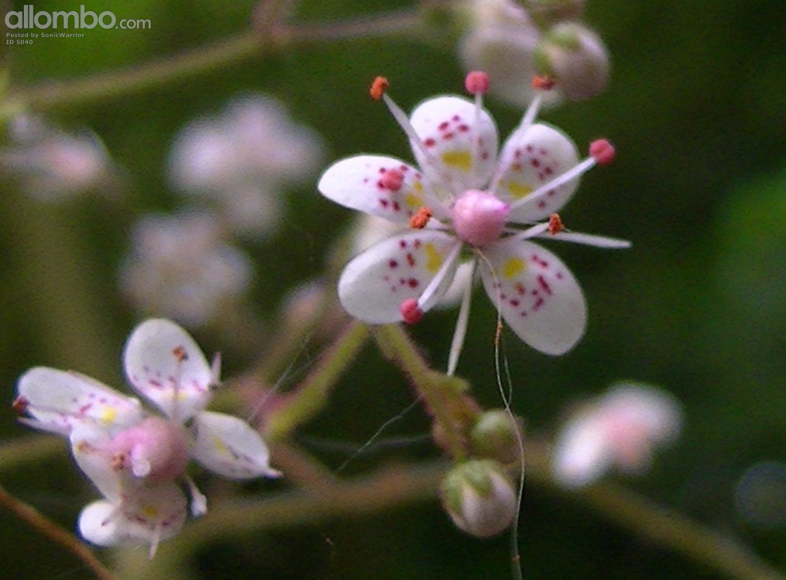 Very strange wild flower, looks like a phosphorus match plant