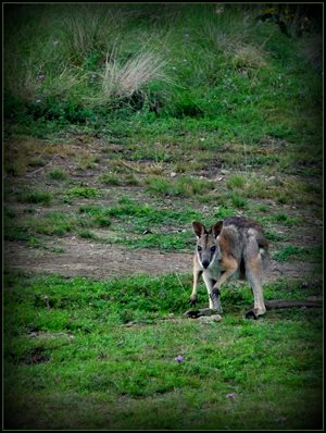A Wallaby.