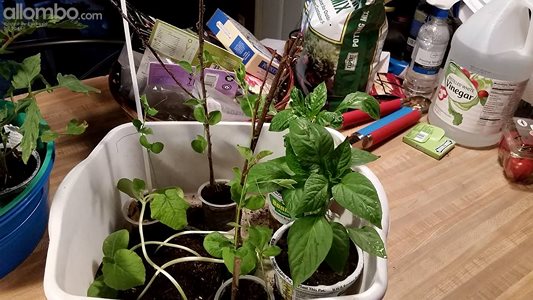 2 Pepper plants I bought.  4 Spaghetti squash plants that I grew from seed ...