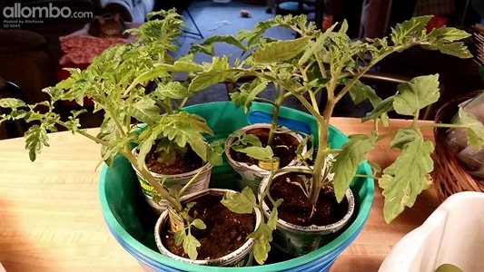 Some Tomato plants I bought, ready to plant in my garden beds but the weath...