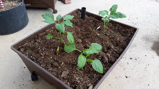 Peppers in one of my self watering  garden beds :)