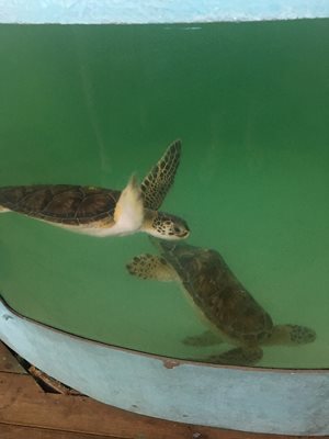 Sea turtles! So cute!!