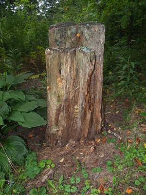 Just a neat looking stump :)