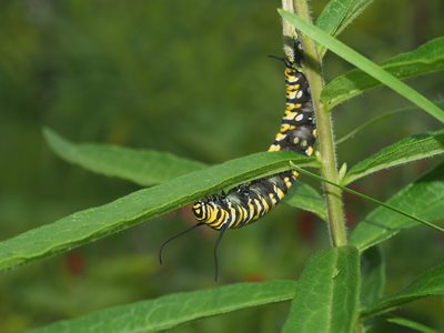 "Monarch" caterpillar... On it's way to Mexico as soon as it becomes a butt...