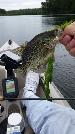 Small "Crappie" caught from my kayak.