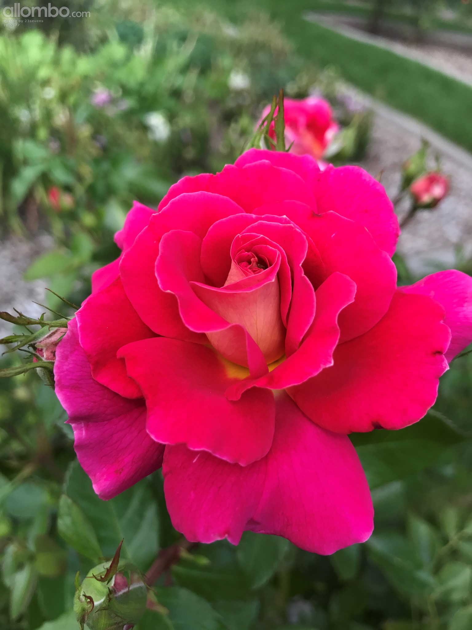 A pink rose