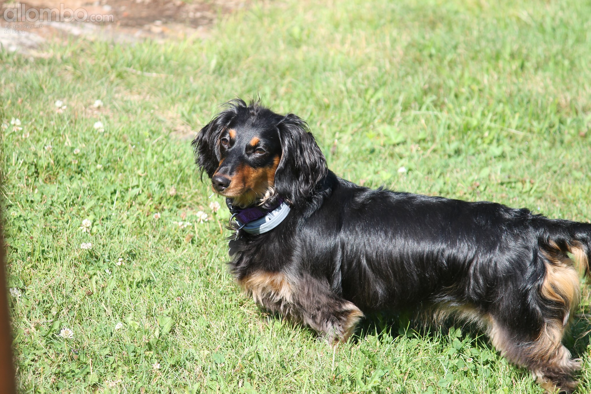 Moosehead Lake, Maine, USA July 2017
Our dog Ziggy!