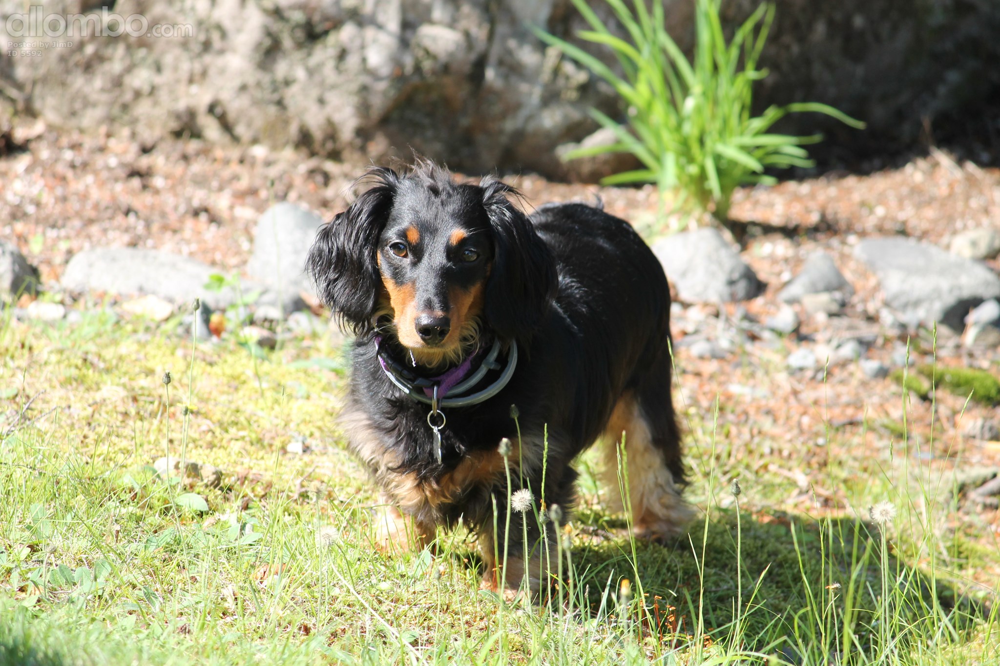Moosehead Lake, Maine, USA July 2017
Our dog Ziggy!