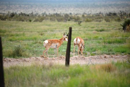 antelope on the prarie