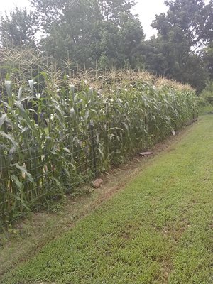 My sweet corn patch