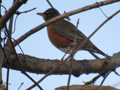 Robins don't always fly south for the winter.
