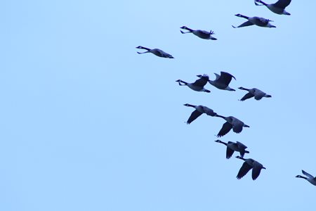 Geese taking flight from the lake.