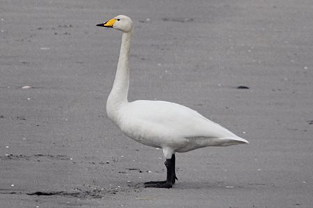Whooper Swan (Cygnus cygnus)  ALB3