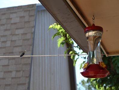 humming bird at our feeder