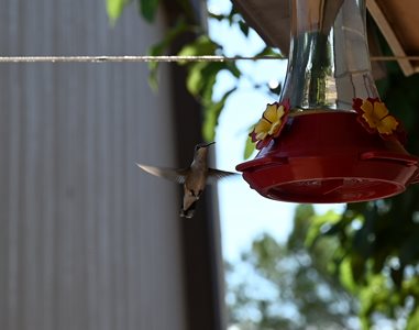 humming bird at our feeder