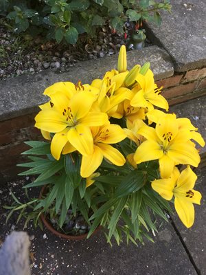 Lily’s in flower