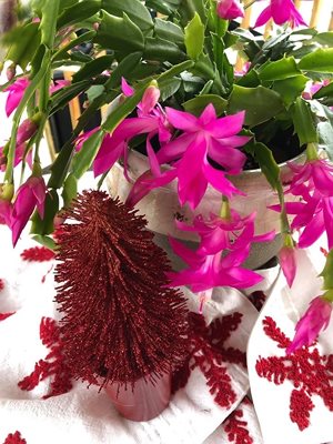Christmas Cactus in bloom