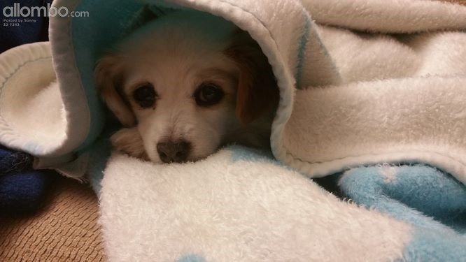 To make a better day with good pets